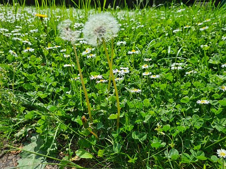 Free Nature Flower photo and picture