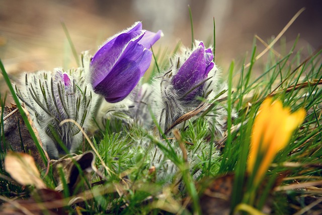 Free Flowers Crocus photo and picture