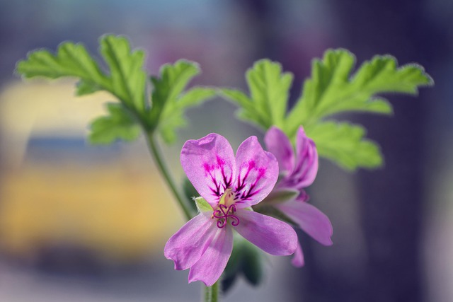 Free Flower Flora photo and picture