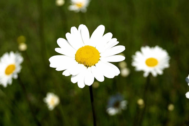 Blume, Marguerite, Garten, Natur