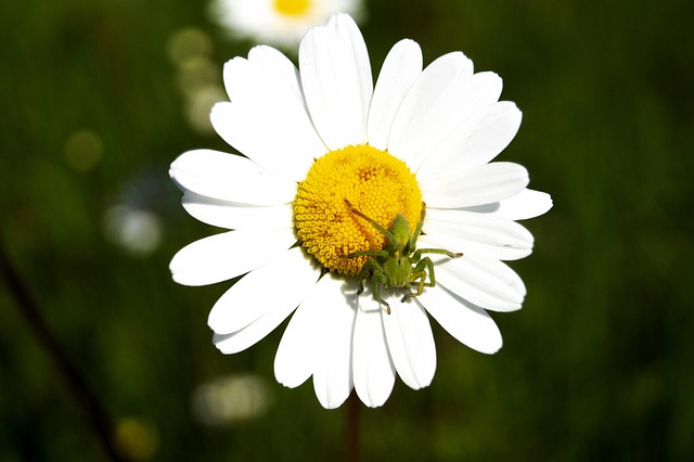 Blume, Marguerite, Spinne, Natur