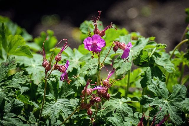 Free Geranium Flowers photo and picture