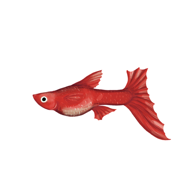 Pez, Guppy, Rojo, Ornamental, Vistoso