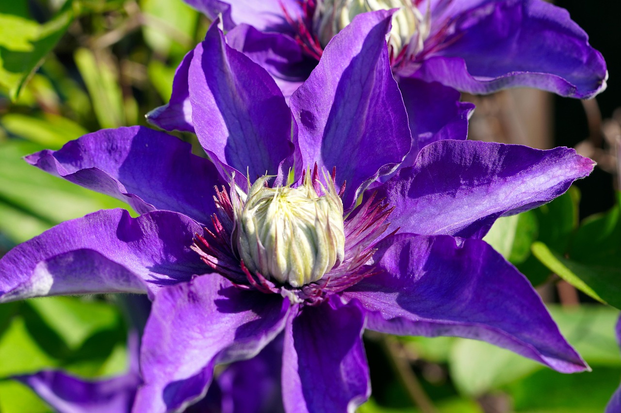 1.000 Kostenlose Clematis Común Und Clematis-Bilder – BEDY