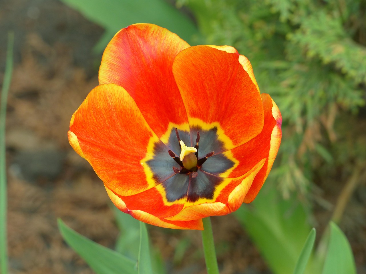 Tulip Flower Plant Orange Free photo on Pixabay Pixabay