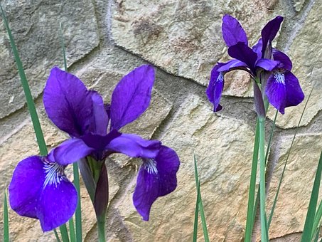 Iris, Siberian, Perete, Primăvară