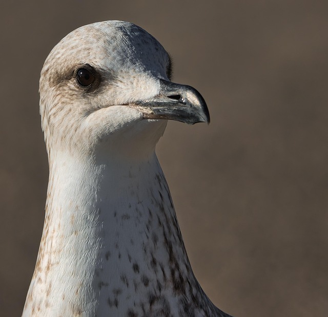 Gaivota, Natureza, Pássaro, Ave