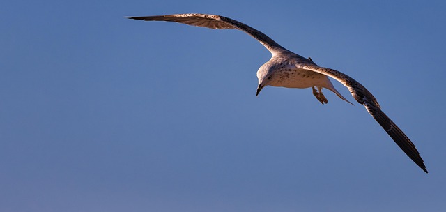 Pássaro, Gaivota, Voar, Penas, Bico
