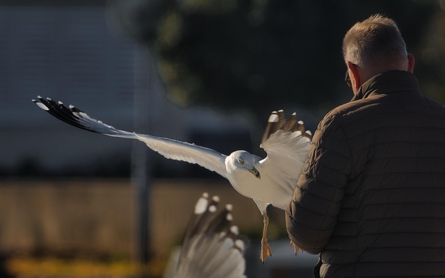 Pássaro, Gaivota, Ornitologia, Espécies