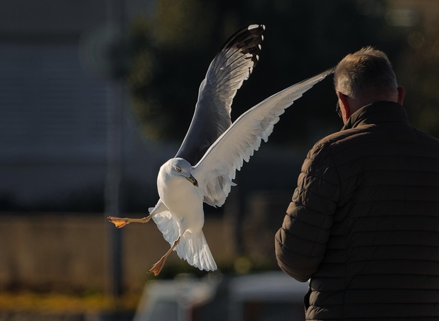 Pássaro, Gaivota, Pássaro Voando, Homem