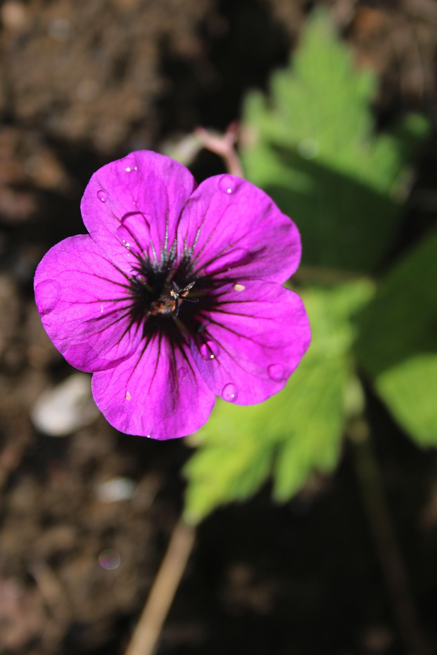 Flower Geranium Pink - Free photo on Pixabay - Pixabay