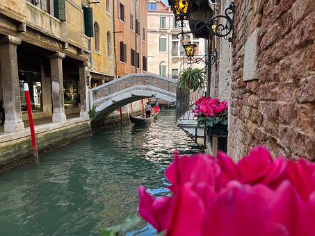 Free Flower Venice photo and picture