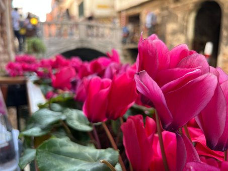 Free Nature Flower photo and picture