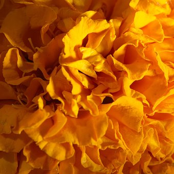 Free Marigold Flower illustration and picture
