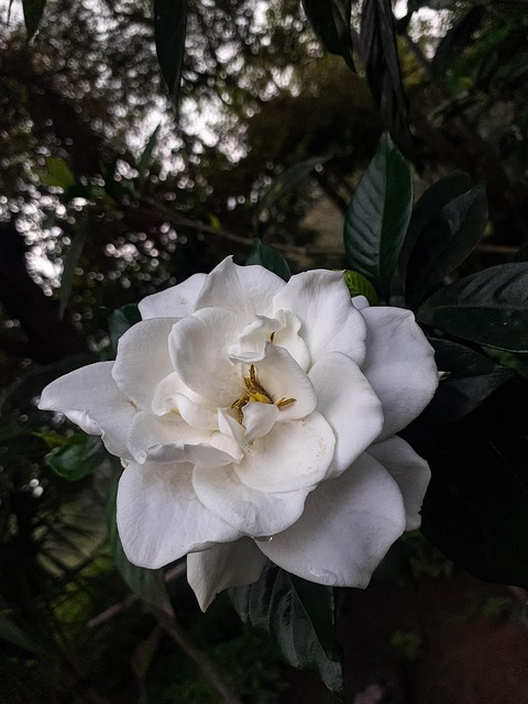 Free Flowers Bloom photo and picture