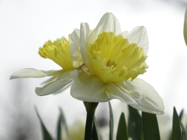 Free Daffodil Easter Bell photo and picture