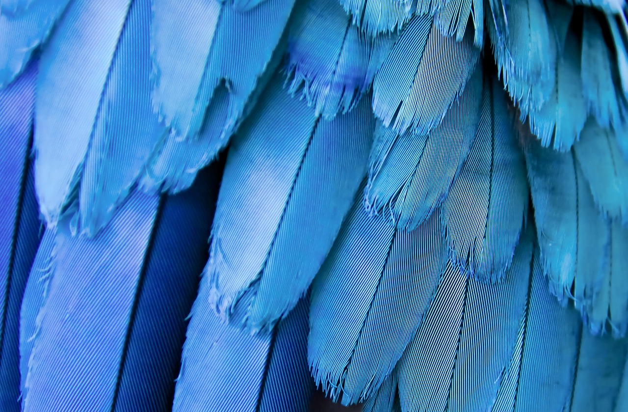 Oiseau Plumes Ornithologie Photo Gratuite Sur Pixabay Pixabay oiseau-plumes-ornithologie-photo-gratuite-sur-pixabay-pixabay