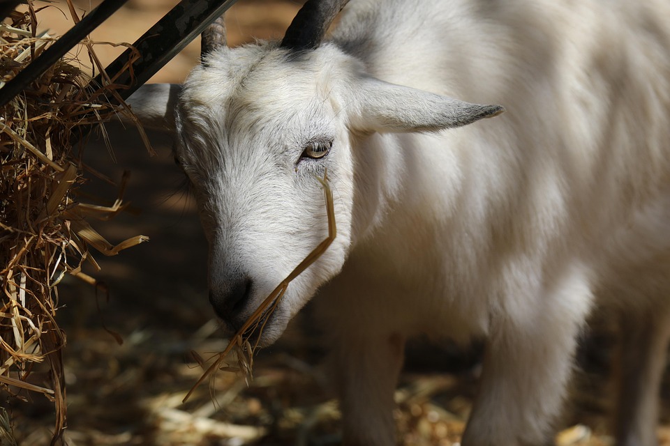 Goat Animal Mammal - Free photo on Pixabay