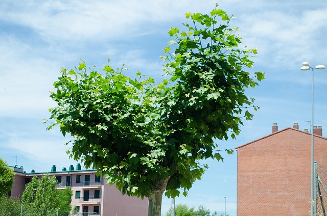 Free Landscape Nature photo and picture