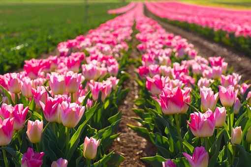 Free Flowers Tulips photo and picture