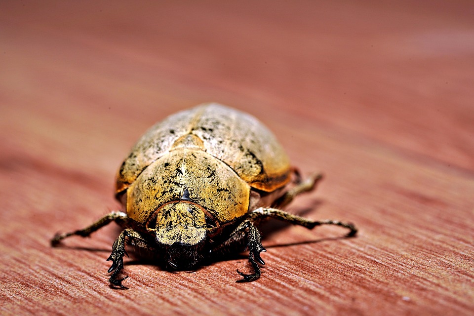 Bitel Insect Beetle Insect Fauna - Free photo on Pixabay