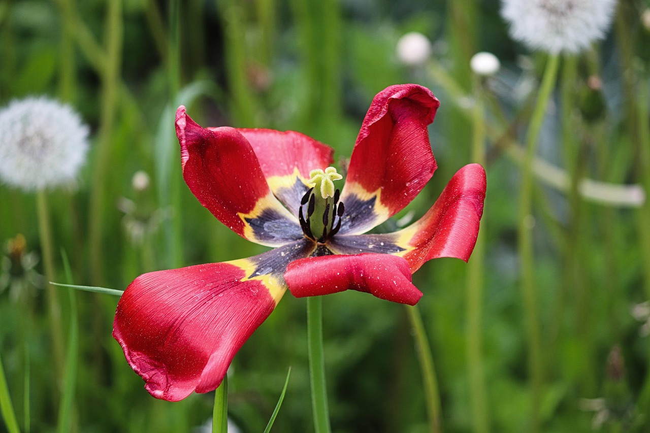 Flower - free online jigsaw puzzle photo