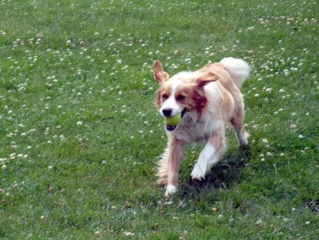 Free Dog Dog Running photo and picture
