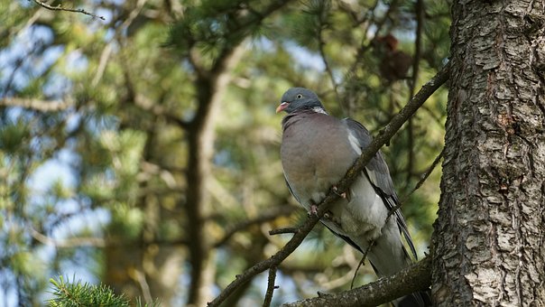 Free Bird Pigeon photo and picture