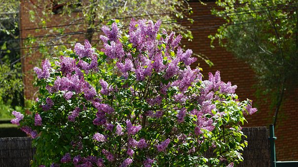 Free Bloom Plant photo and picture