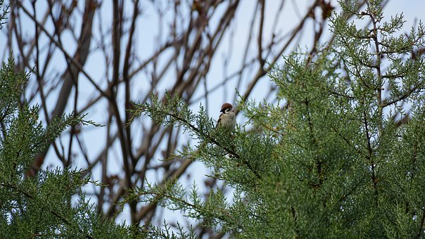 Free Bird Sparrow photo and picture