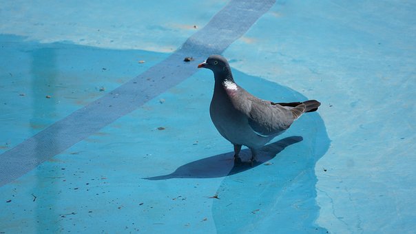 Free Pidgeon Pidegons photo and picture