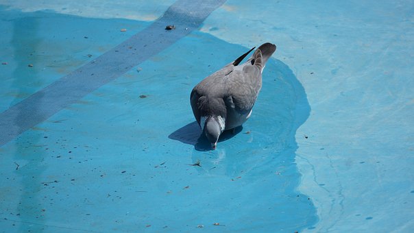 Free Pidgeon Pidegons photo and picture