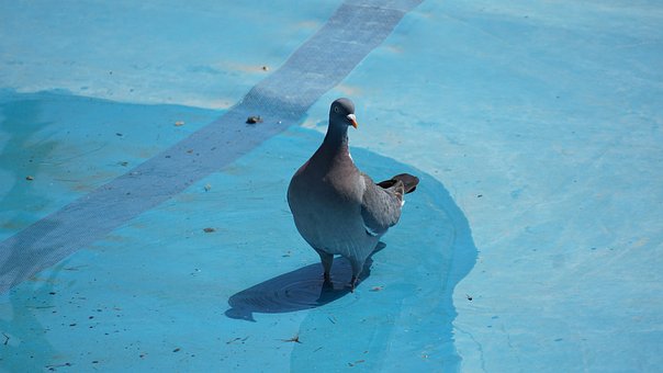 Free Pidgeon Pidegons photo and picture