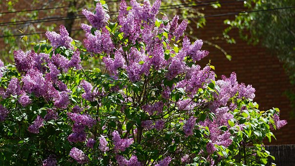 Free Tree Landscape photo and picture