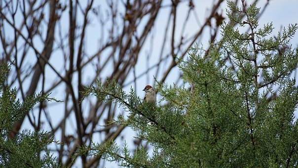 Free Trees Sparrow photo and picture