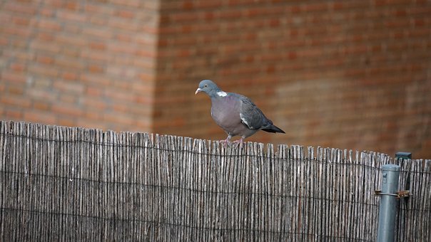 Free Pidgeon Bird photo and picture