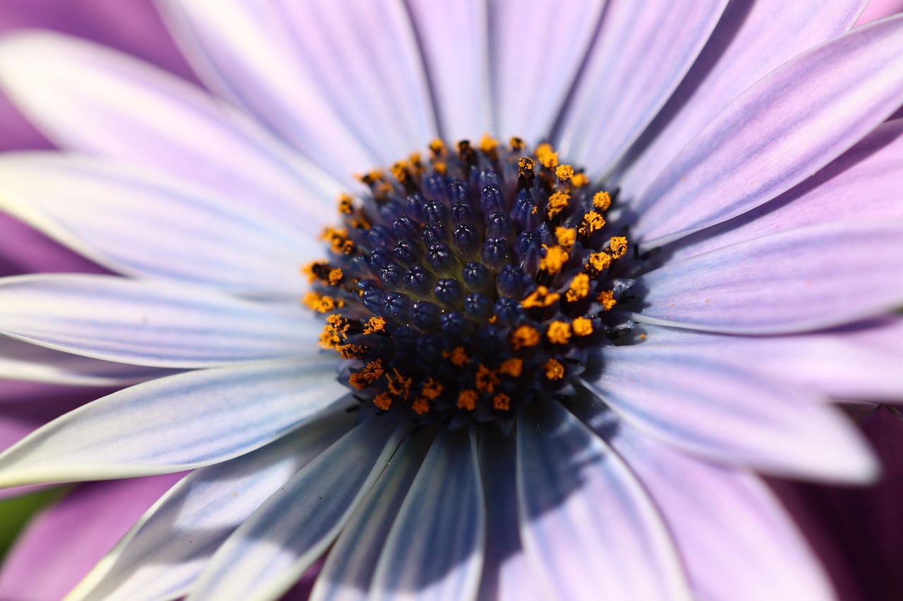 Flower - free online jigsaw puzzle photo