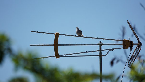 Free Bird Pidgeon photo and picture
