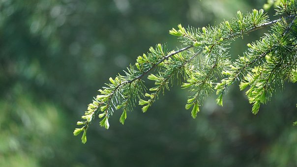 Free Branch Tree photo and picture