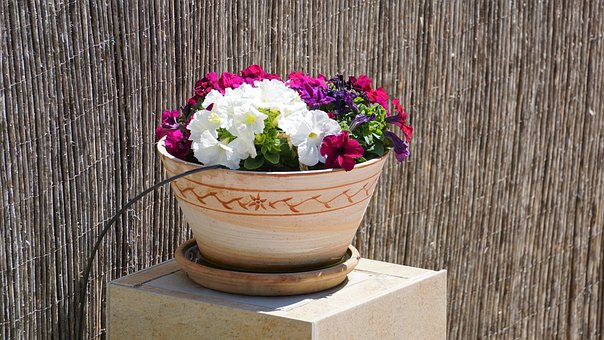 Free Flower Bloom photo and picture