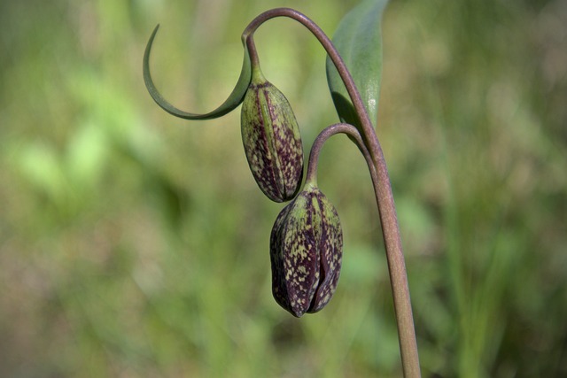 Frühling, Wildblumen, Natur, Blume