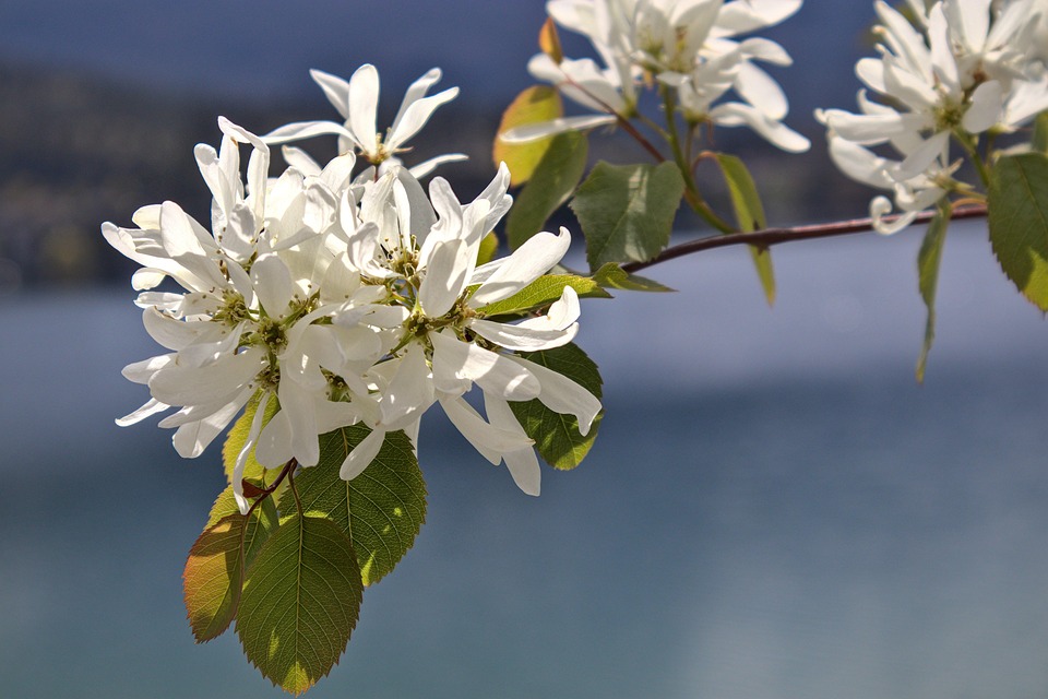 Saskatoon Spring Bloom Spring Nature Blossom Saskatoon - Free photo on Pixabay - Pixabay