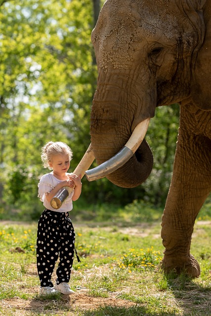 Free Elephant Mammal photo and picture