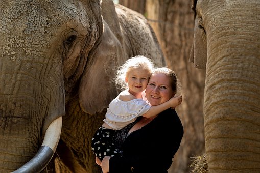 Free Elephant Mammal photo and picture