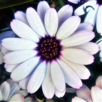 Free Margarita Spring photo and picture