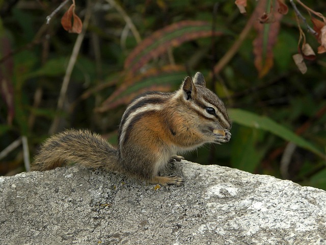 Free Animal Chipmunk photo and picture