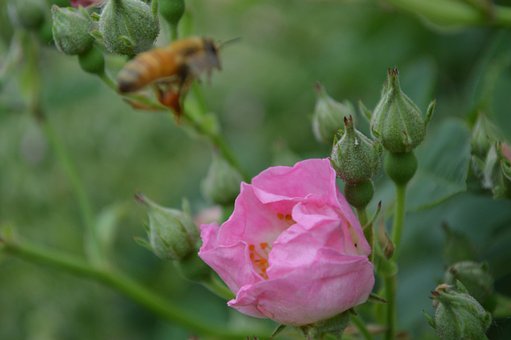 Flor, Rosa Rosa, Inseto, Polinização