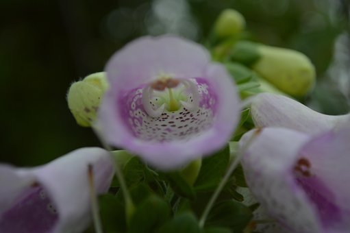 Flor, Luva, Rosa, Roxa, Botânica, Verde