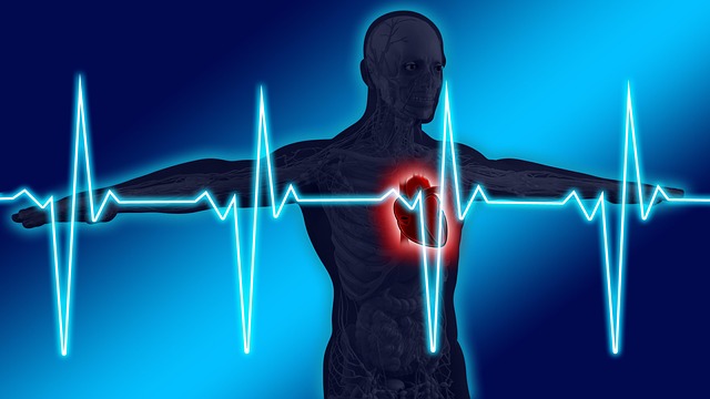 Free anatomy human heart illustration