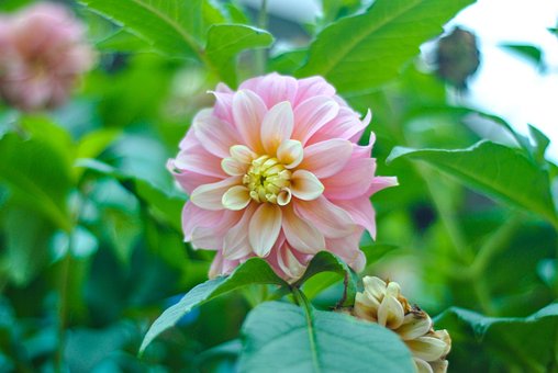 Free Dahlia Pink Flower photo and picture